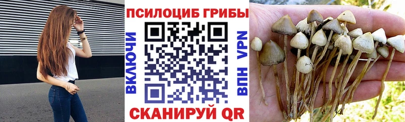 кракен ТОР Мариинск Галлюциногенные грибы Psilocybe